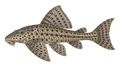 Ilustración de Vieja del agua