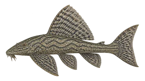 Illustration of Vermiculated sailfin catfish