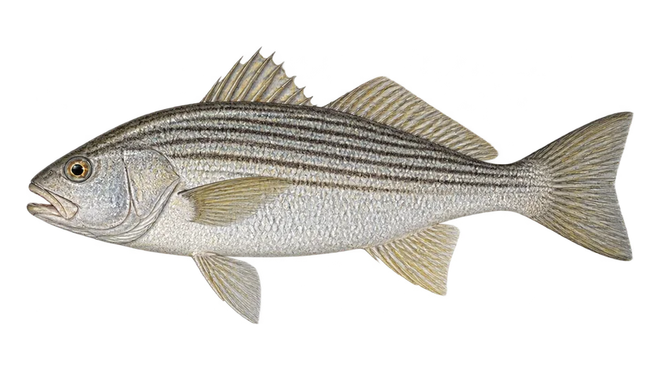 Ilustración científica de Pargo blanco