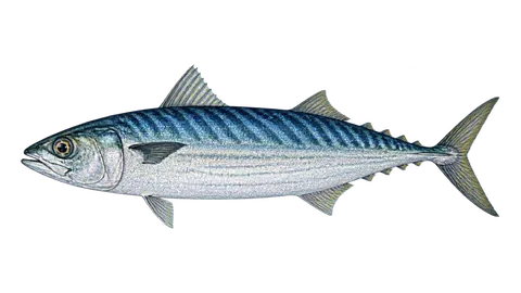 Ilustración de Macarela azul