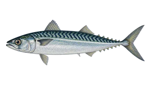 Illustration of Pacific Chub mackerel