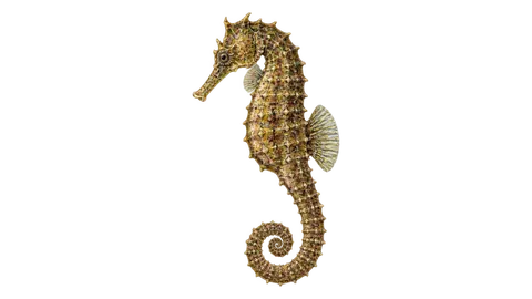 Ilustración de Caballito de mar