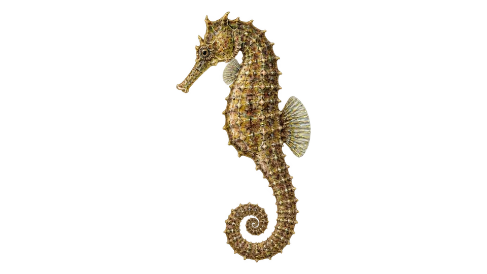 Ilustración científica de Caballito de mar