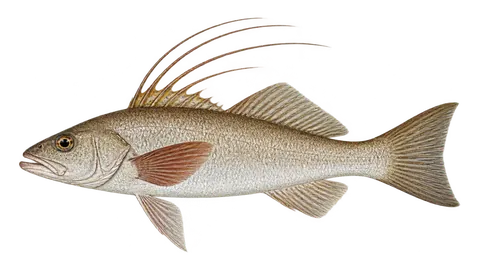 Illustration of Graery threadfin seabass