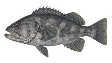 Ilustración de Bacalao