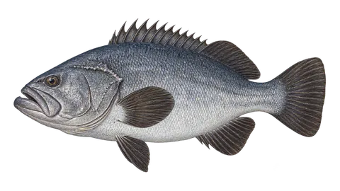 Illustration of Wreckfish