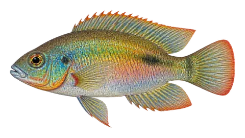 Illustration of Rainbow cichlid
