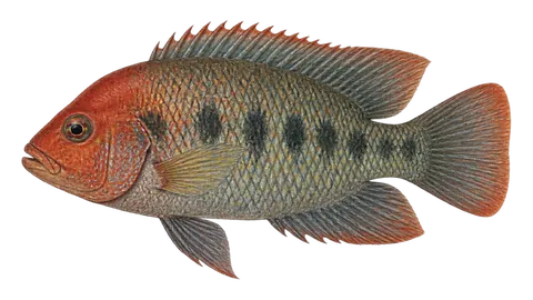 Illustration of Redhead cichlid
