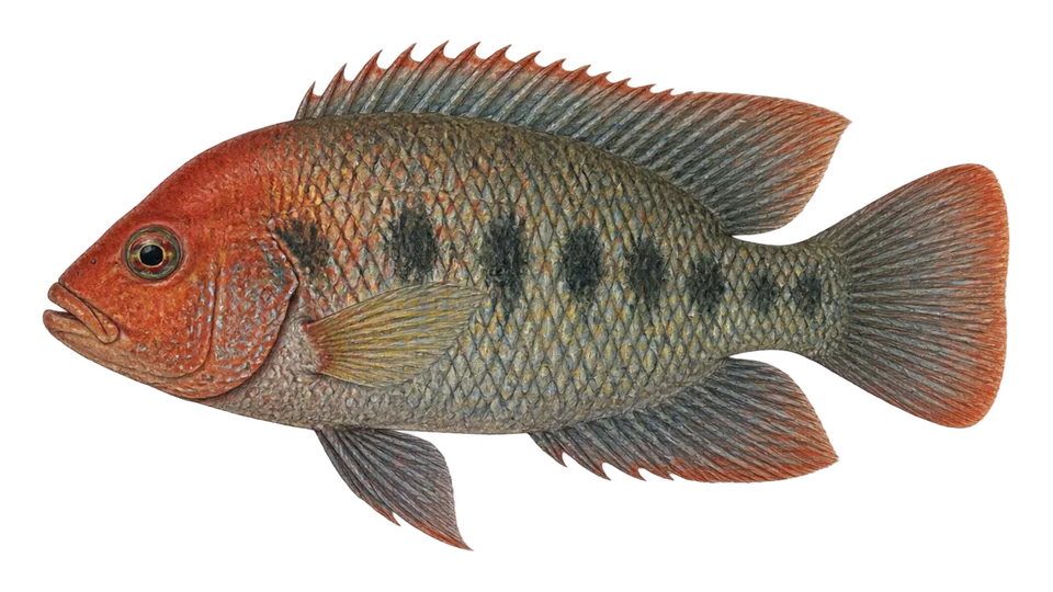 Ilustración científica de Mojarra paleta