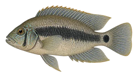 Illustration of Blackbelt cichlid