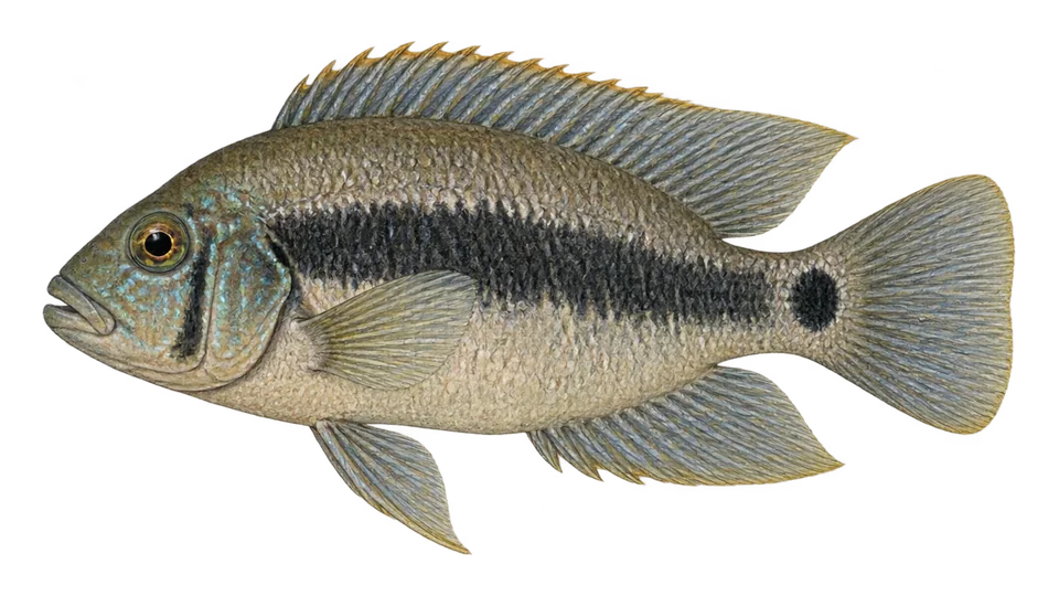Scientific illustration of Blackbelt cichlid