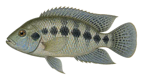 Illustration of Amatitlan cichlid