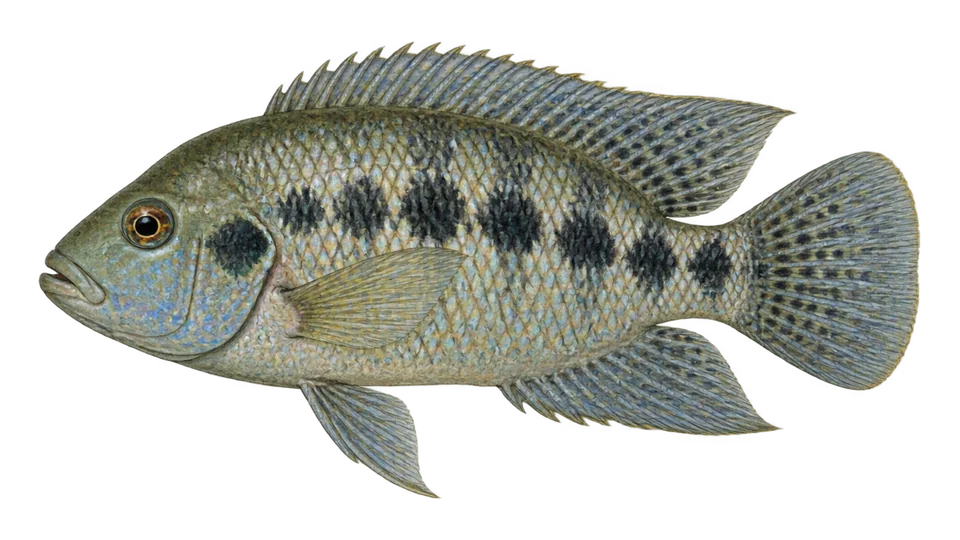 Ilustración científica de Mojarra de Amatitlán