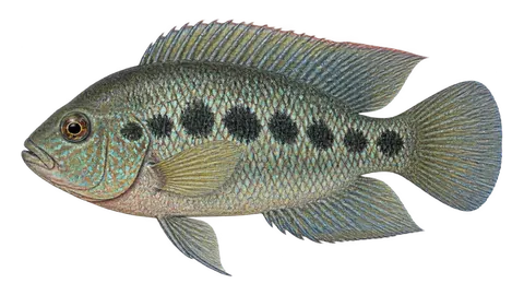 Illustration of Barton's cichlid