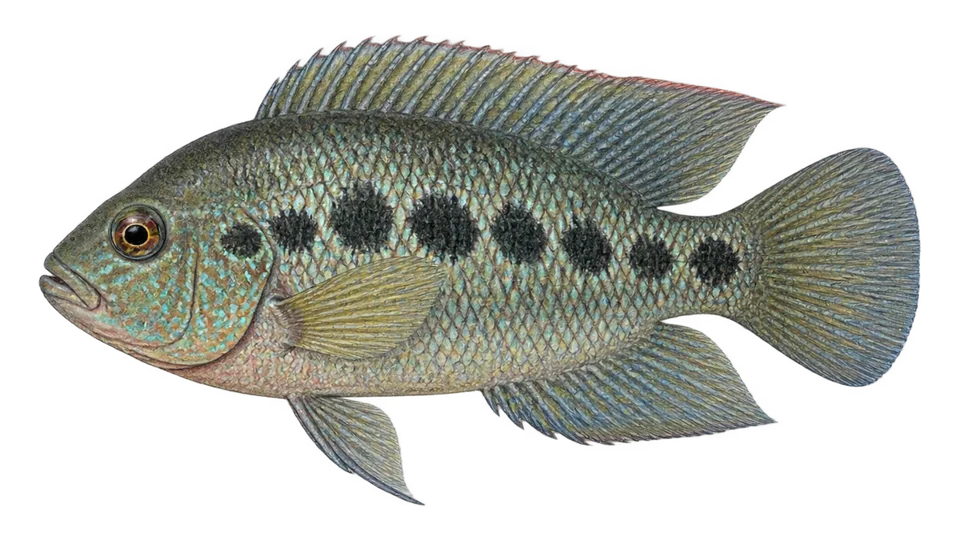 Ilustración científica de Mojarra caracolera