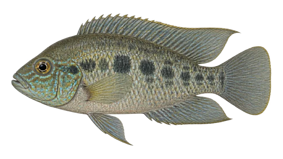 Scientific illustration of Minkley's cichlid