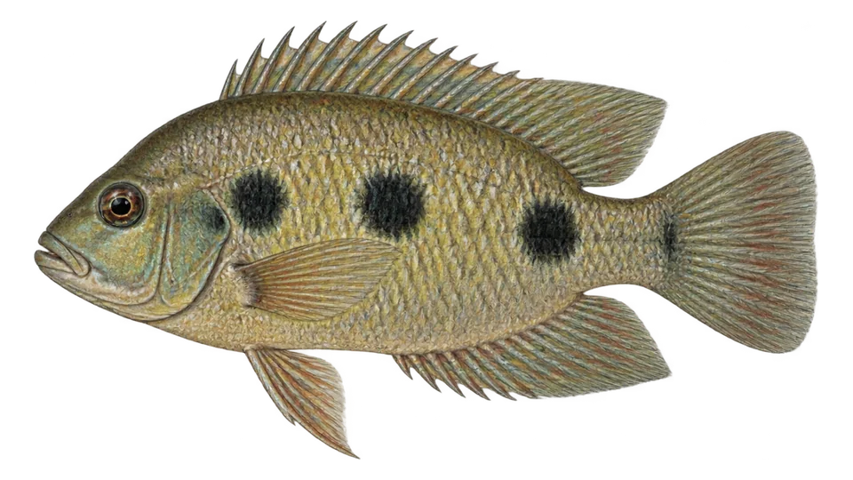 Scientific illustration of Threespot eartheater