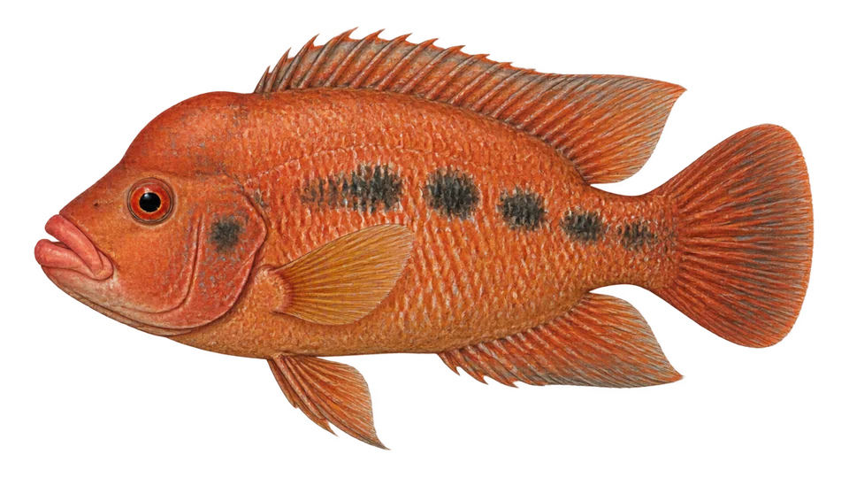 Scientific illustration of Red devil