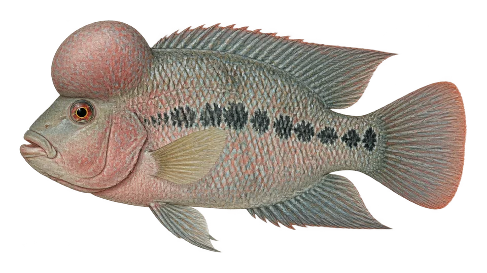 Ilustración científica de Mojarra criolla