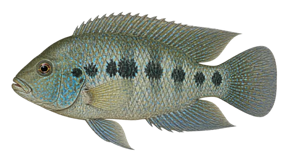 Ilustración científica de Mojarra del norte