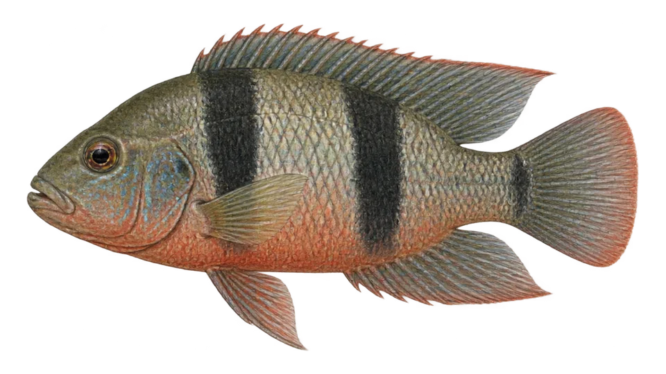 Scientific illustration of Twoband cichlid