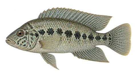 Ilustración de Mojarra del Ojo Frío