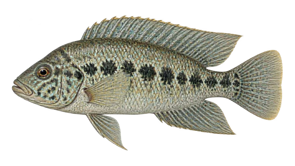 Scientific illustration of Steindachner's cichlid