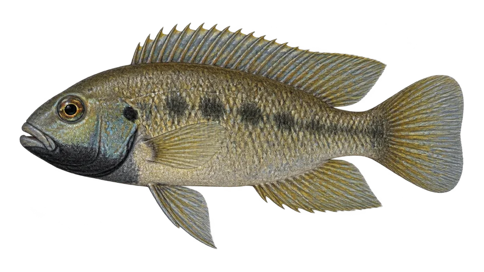 Scientific illustration of Blackthroat cichlid
