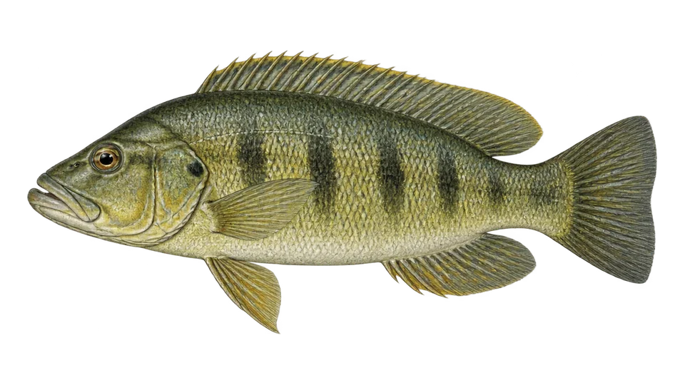 Scientific illustration of Bay snook