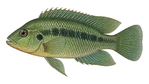 Illustration of False firemouth cichlid