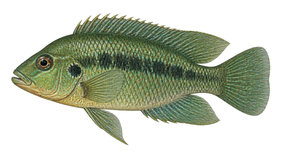 Scientific illustration of False firemouth cichlid