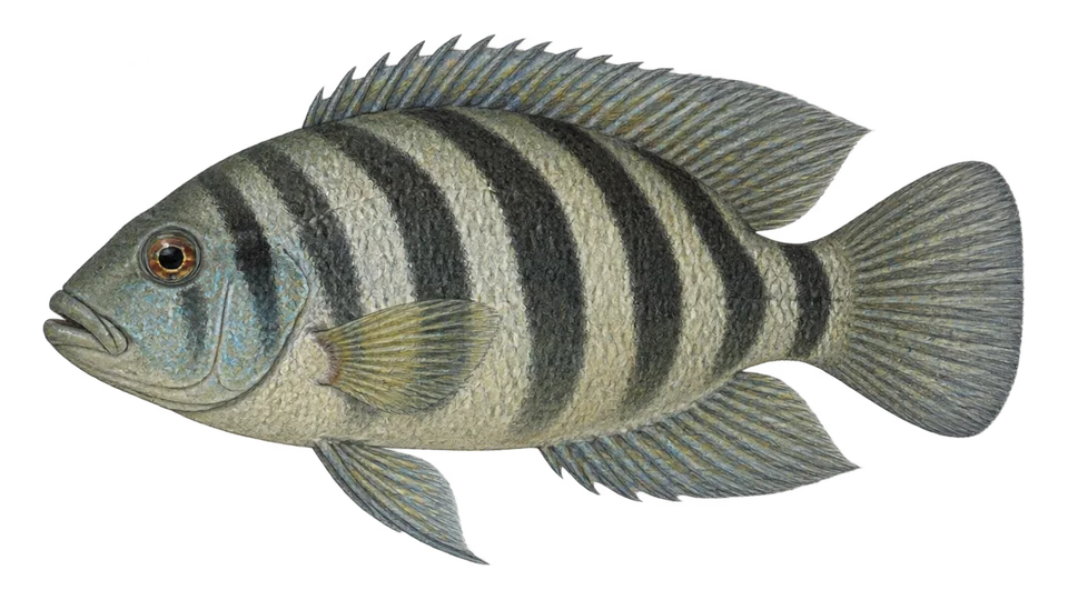 Scientific illustration of Curve-bar cichlid