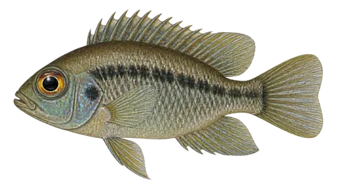 Illustration of Bigeye cichlid