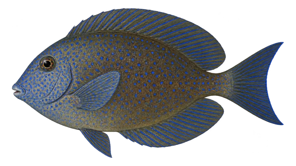 Scientific illustration of Bluespotted Surgeonfish
