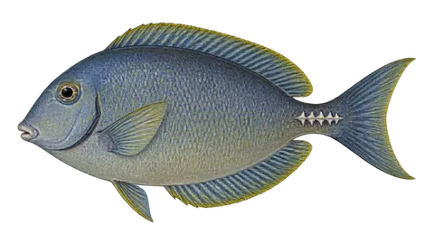 Illustration of Razor surgeonfish