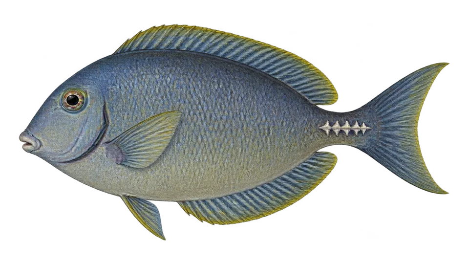 Scientific illustration of Razor surgeonfish