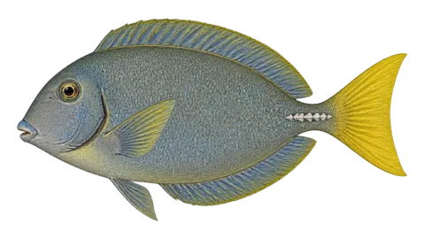 Illustration of Yellowtail surgeonfish