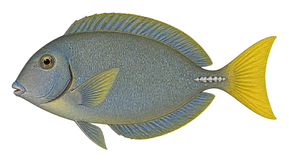 Scientific illustration of Yellowtail surgeonfish