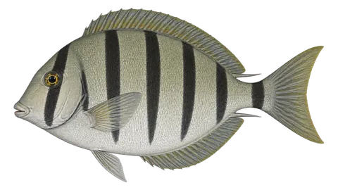 Ilustración de Cirujano convicto