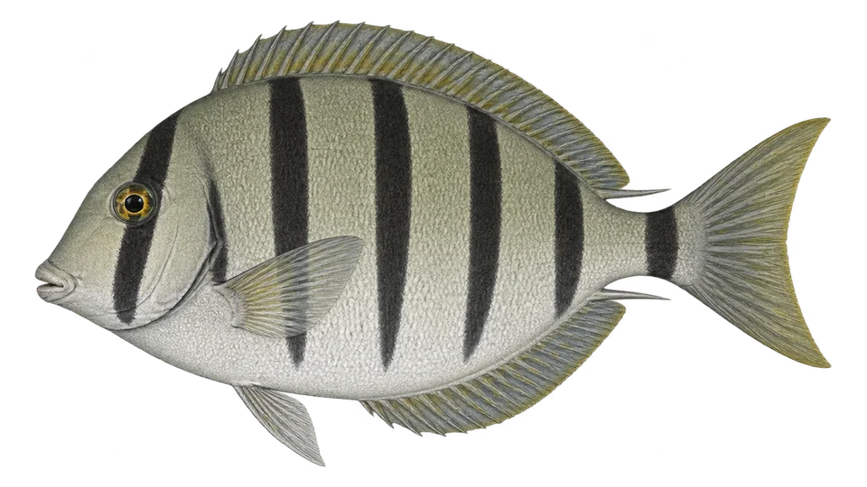 Scientific illustration of Convict surgeonfish