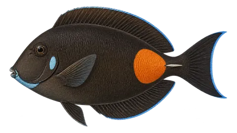 Illustration of Achilles tang
