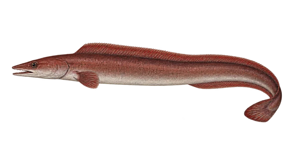 Scientific illustration of Red pike conger