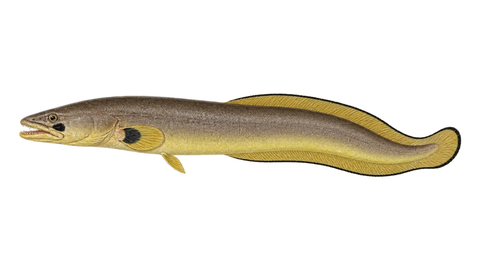 Scientific illustration of Longfin African conger