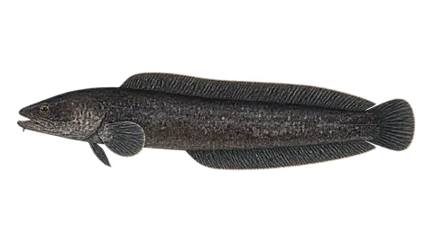Illustration of Black cusk-eel