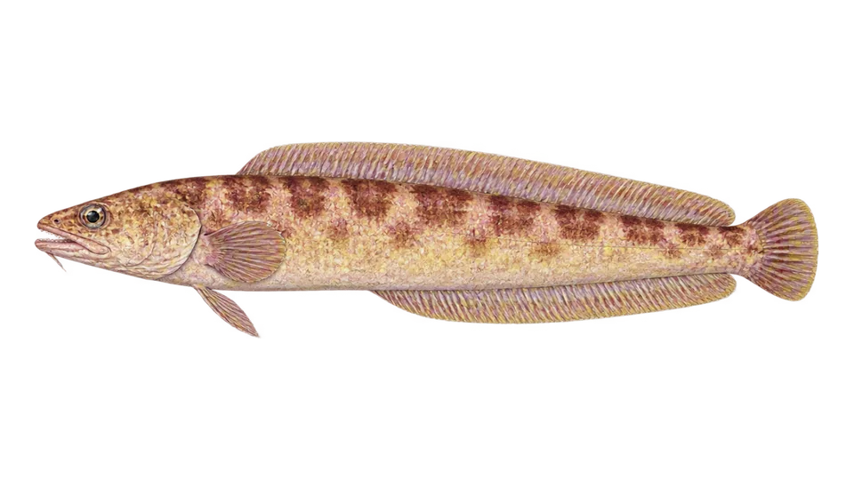 Scientific illustration of Pink cusk-eel