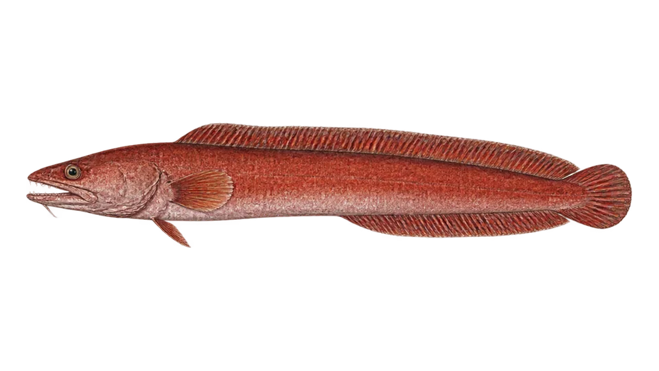 Scientific illustration of Red cusk-eel
