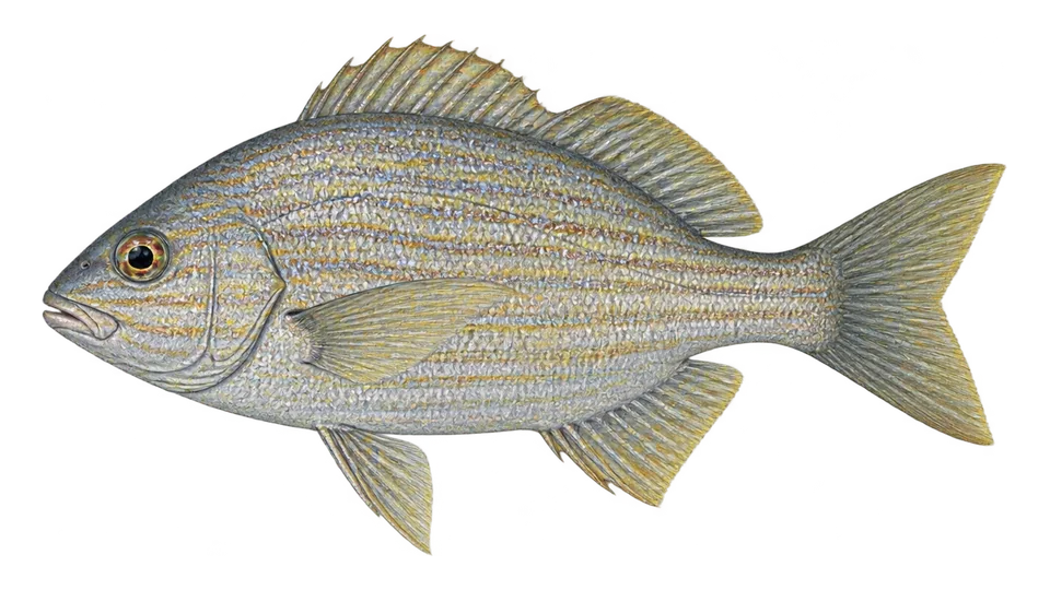 Scientific illustration of Brassy grunt