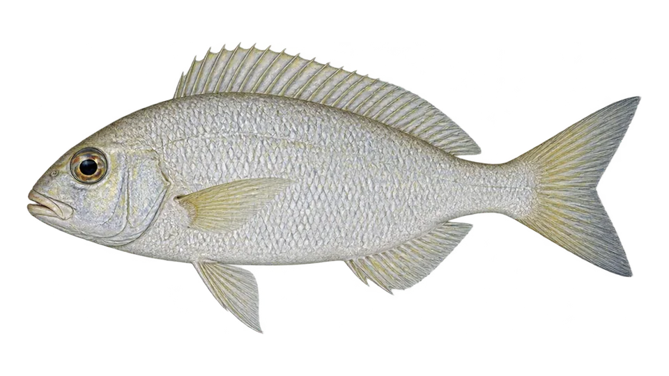 Ilustración científica de Salmerón