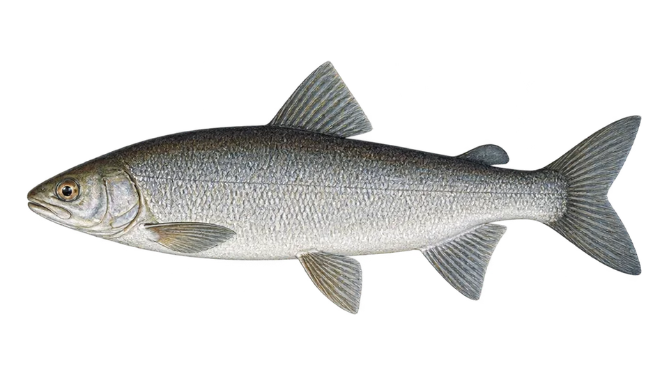 Scientific illustration of Lake whitefish