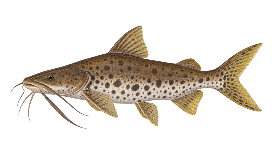 Scientific illustration of Coroatá